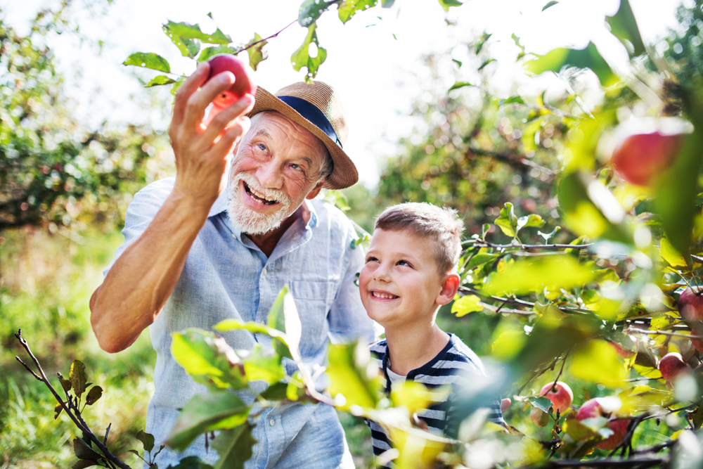 Senior man with his grandchild picking apples off of a tree smiling
