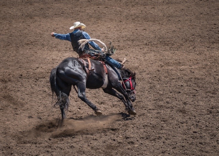 cowboy riding horse at rodeo